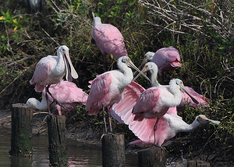 spoonbills